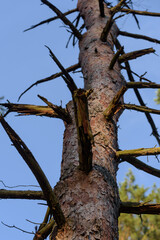PINE FOREST - Tree trunk with dried skeletons of branches
