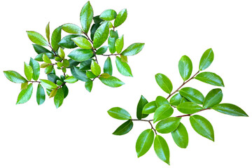 緑が美しい葉っぱの切抜き素材（背景透過）