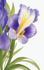 Iris Flower Blank Invitation Background