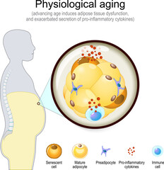 Physiological Aging. Cellular senescence
