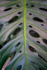 Fototapeta na wymiar leaves of Spathiphyllum cannifolium, abstract green dark texture, nature background, tropical leaf