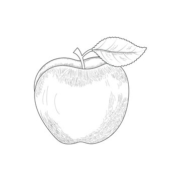 hand drawn apple
