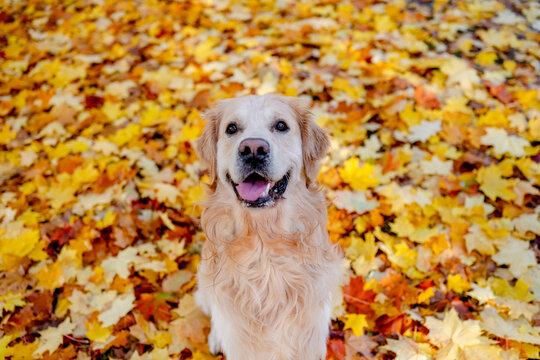 Golden retriever dog resting in autumn Park. Purebred doggy pet labrador lying in nature with tonque out