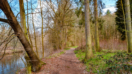 Panoramic view over a forest hiking trail in magical deciduous and pine forest with ancient aged tree at riverside, Germany, at warm sunset Spring evening