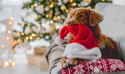 Toller retriever dog in Christmas time holding Santa hat in his teeth and lying on sofa at home...