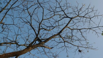 View from under the tree with blue sky background, copy space