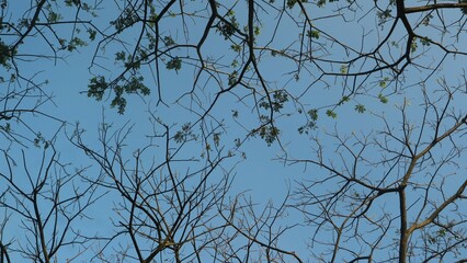 View from under the tree with blue sky background, copy space