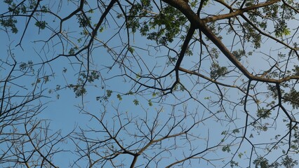 View from under the tree with blue sky background, copy space
