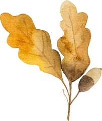 Obraz premium Autumn oak leaves with acorns watercolor drawing closeup. Fall foliage aquarelle painting
