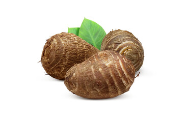 里芋 イラスト リアル