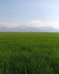 views of green fields and towering mountains behind