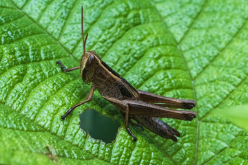 Grasshopper from woods of sirsi, Karnataka
