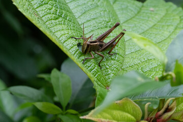 Grasshopper from woods of sirsi, Karnataka