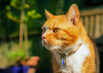 Orange cat with a collar looking intently at something in the garden