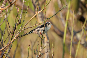 Long-tailed tit(Aegithalos caudatus)