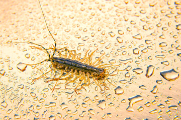The Flycatcher scolopendra. Centipede flycatcher, insect predator Scutigera coleoptrata