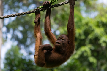 Amazing closeup of a wild baby orang utan