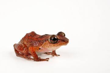 Lesser Antillean Frog, Johnstone's Whistling Frog // Johnstones Pfeiffrosch, Karibischer Pipser (Eleutherodactylus johnstonei)
