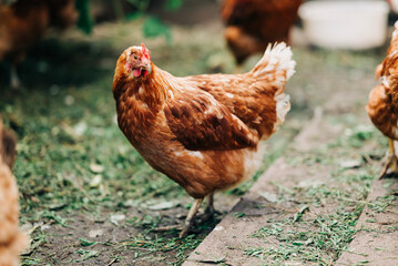 Chiken on the farm. Happy animals at home farming organic culture. Natural living lifestyle animal bird