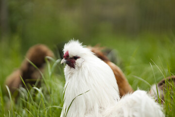 Horizontal close up of white silkie rooster, Wugu-ji chicken, walking on grass, foraging on organic...