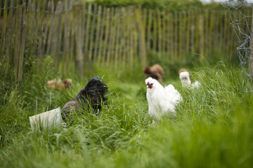 Horizontal portrait of a white silkie rooster, Wugu-ji chicken, walking on grass, foraging on free range organic farm. Hens chickens in green country garden in background, selective focus, copy space