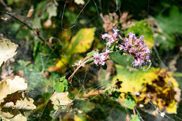 Fiori e ragnatele