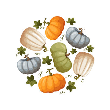 A variety of pumpkins collected in a round pattern. Suitable as a background for Thanksgiving, harvest day, halloween, banners, wallpaper, wrapping, postcard - vector image
