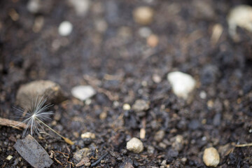 dandelion seed on soil