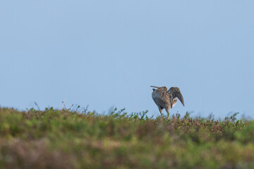 Great snipe (Gallinago media)