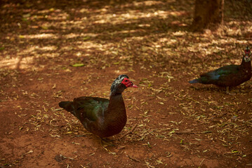 Chickens living in a natural park in Gran Canaria