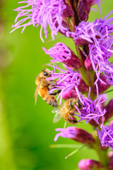 Honey pollinates a dense blazing star on a summer afternoon