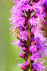 Honey pollinates a dense blazing star on a summer afternoon