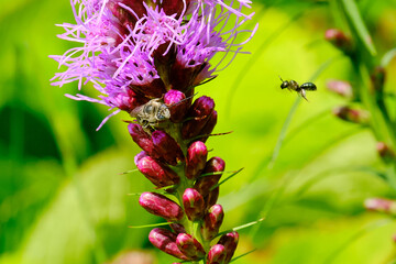 A miner bee crawls out of a dense blazing star flower as another insect flies toward the flower