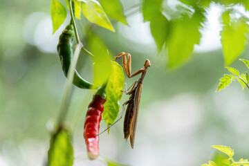 Eropäische Gottesanbeterin(männlich) in einer Paprikapflanze