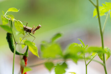 Eropäische Gottesanbeterin(männlich)