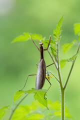 Eropäische Gottesanbeterin(männlich)