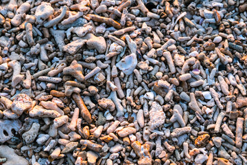 dead coral on the beach is part of the beautiful sand on coastal beaches, close up of a pile of dried corals, background of corals, dead corals at beach, stone wall texture, stones on the beach