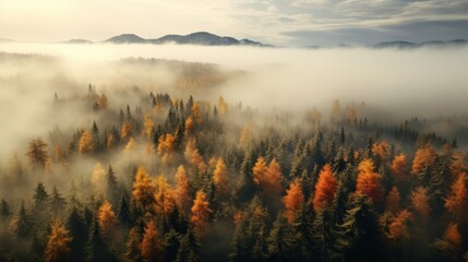 Top view of coniferous forest in autumn at sunset with fog, sunset, God Rays, autumn, drone view