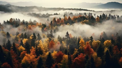 Tuinposter Top view of coniferous forest in autumn at sunset with fog, sunset, God Rays, autumn, drone view © bedaniel