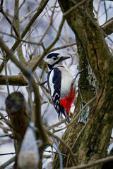 Woodpecker on Godøy, Ålesund, Norway