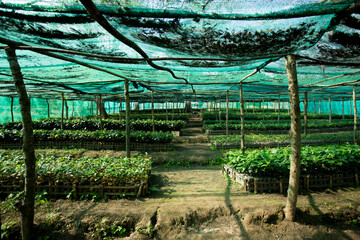 Organic green tea plantation in the north of Thailand near Chiang Mai.