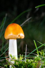 heranwachsender Pilz 