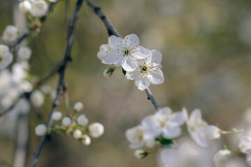 Prunus domestica italica greengages plums tree in bloom, beautiful rich flowering branches in springtime