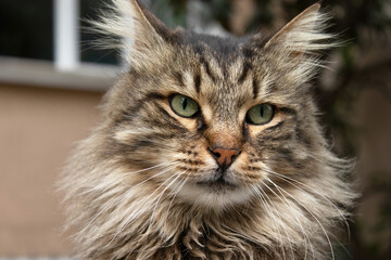 Cat portrait, animal photography, urban background