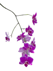 Pink Phalaenopsis orchid cut out and isolated, moth orchid, butterfly, anggrek bulan or moon orchid fPhalaenopsis orchid, moth orchid, butterfly, anggrek bulan or moon orchid