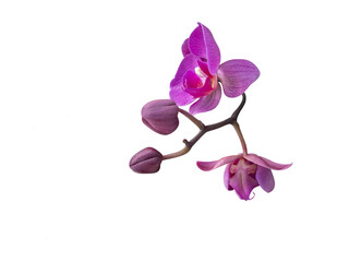 Pink Phalaenopsis orchid cut out and isolated, moth orchid, butterfly, anggrek bulan or moon orchid fPhalaenopsis orchid, moth orchid, butterfly, anggrek bulan or moon orchid