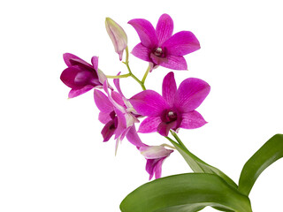 Pink Phalaenopsis orchid cut out and isolated, moth orchid, butterfly, anggrek bulan or moon orchid fPhalaenopsis orchid, moth orchid, butterfly, anggrek bulan or moon orchid