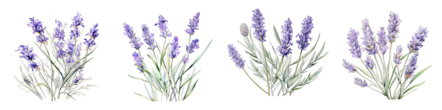 English Lavender Botanical View On A Clean White Background Soft Watercolour Transparent Background