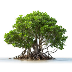 Image of mangroves tree on white background. Nature. Illustration, Generative AI.