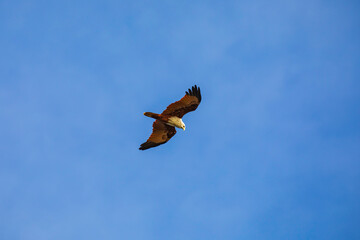 Fly like a free falcon red bird